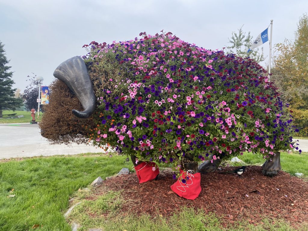 Elon MuskOx covered in flowers Elon MuskOx covered in flowers