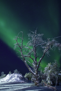 Northern Lights Behind a Tree In Yellowknife