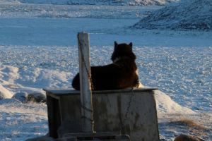 An Inuit sled dog looks out over Tar Inlet